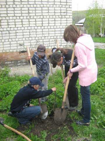 posadka_sazhencev_010.jpg, 167 KB